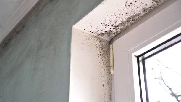 Best Toxic Mold Removal  in Jennings Lodge, OR