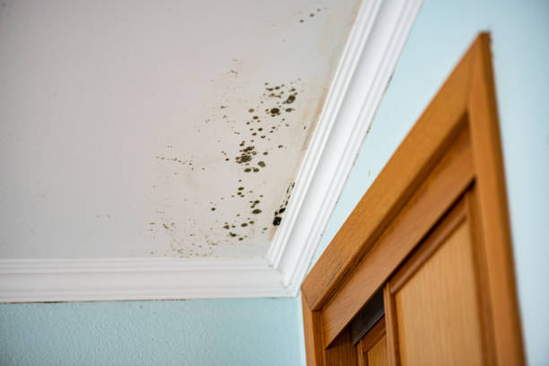 Best Office Mold Removal Services  in Jennings Lodge, OR