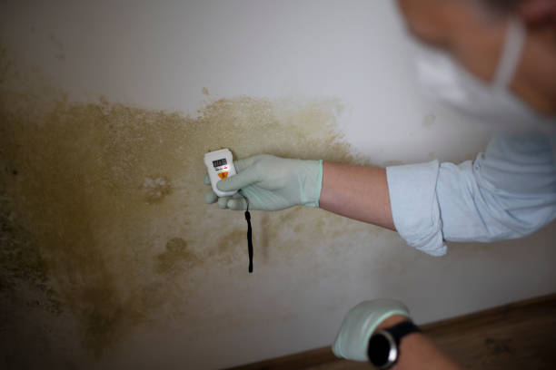 Best Professional Mold Removal  in Jennings Lodge, OR