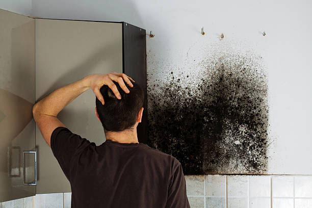 Best Attic Mold Removal  in Jennings Lodge, OR