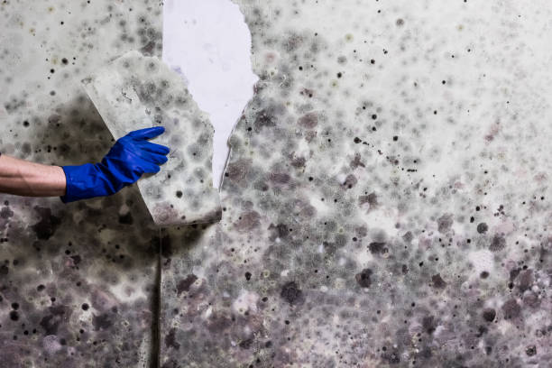 Attic Mold Removal in Jennings Lodge, OR
