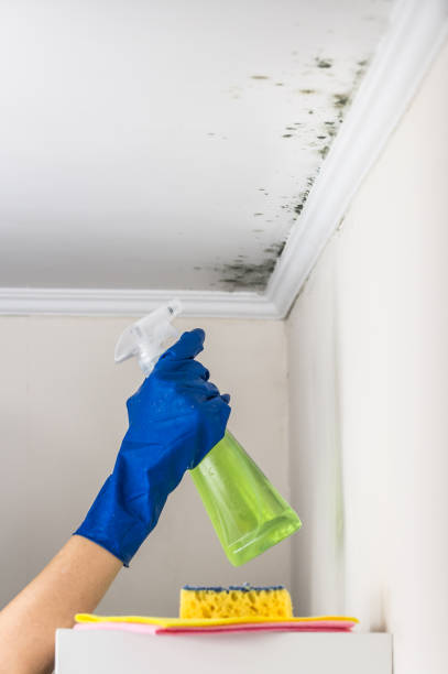 Best Certified Mold Removal  in Jennings Lodge, OR
